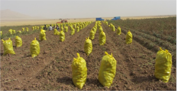 برنامه تغذیه سیب زمینی